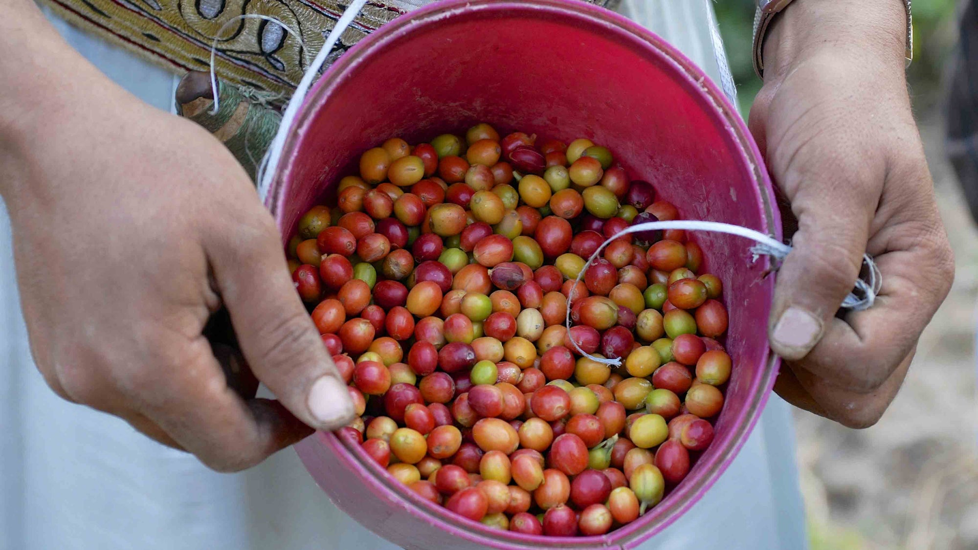 Yemeni coffee cherries in bucket, Taiz Governorate