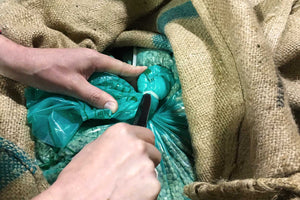 Opening GrainPro coffee bag